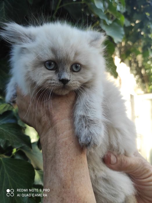 Котята скотиш страйт