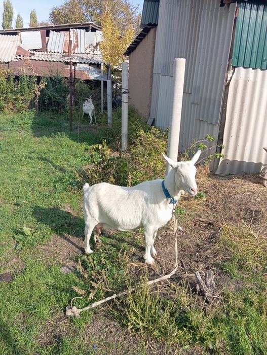 Заанен ешкісі мен текесі.