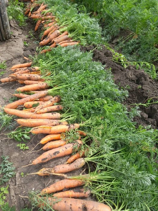 Pachetul cămară completa