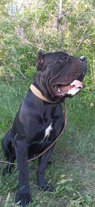 Кане Корсо ищет даму для вязки