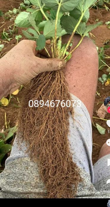 Продавам разсат ягоди