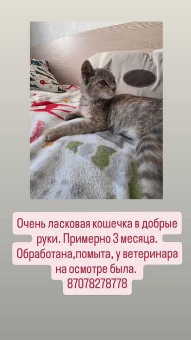 Котенок-Девочка ,в хорошие руки