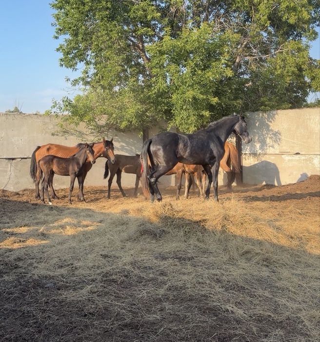 Продам Тай Орловский