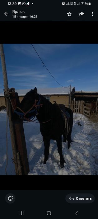 Продам жеребца 6лет