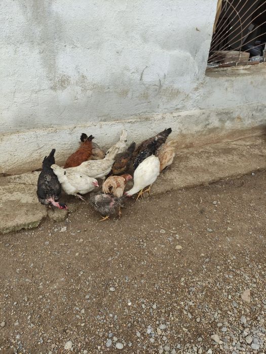 Тауктар сатыладыТ