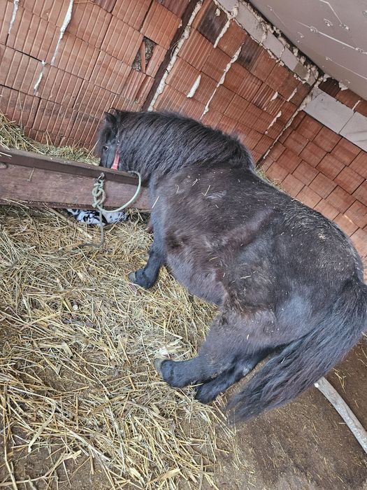 ponei foarte frumoasa