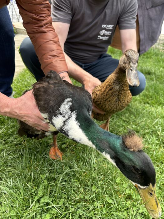 Vand rațe autohtone