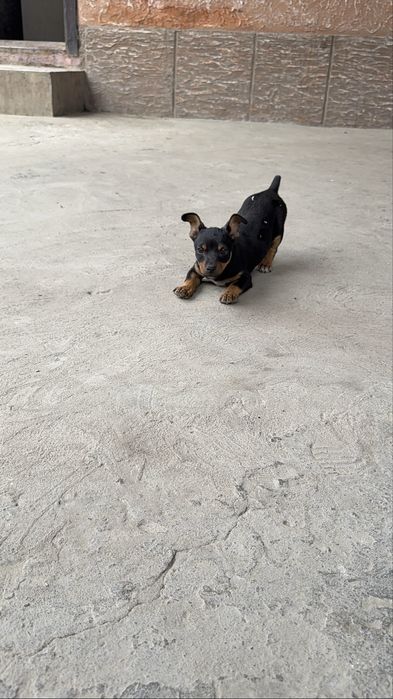 Тойтерьер шенок.