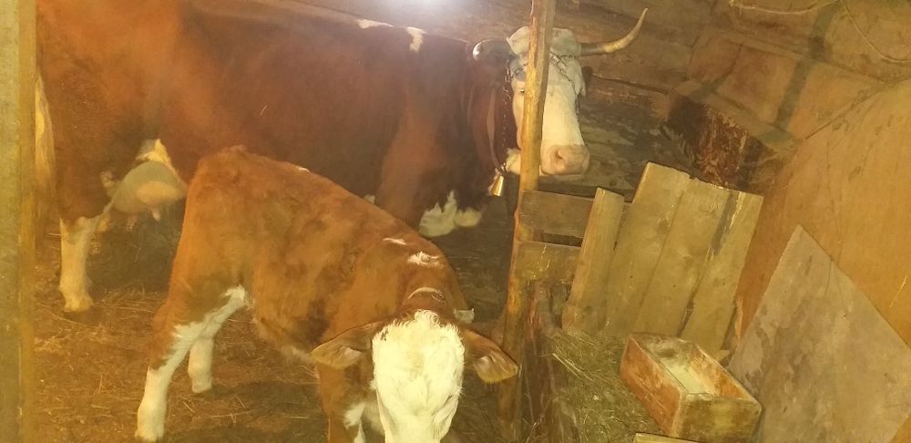 Vând vacă de 10 ani cu vițel