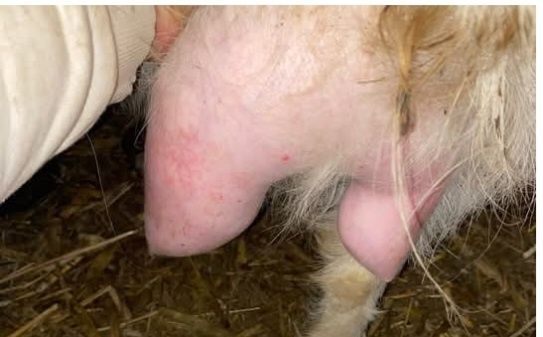 Vănd  capră bună de lapte