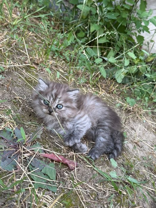 Продаются котята