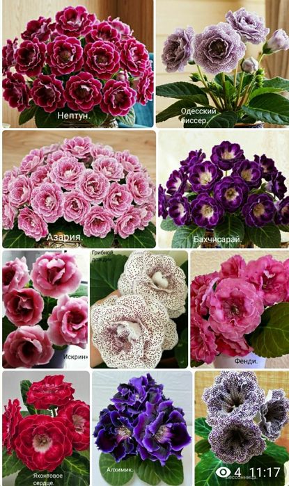 Укоренные листочки глоксиний с ростками.