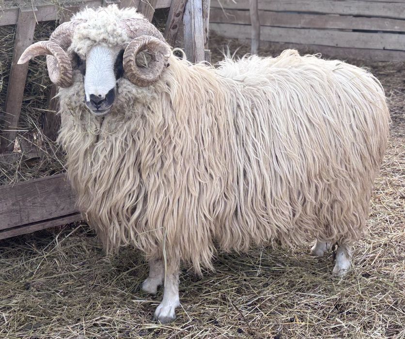 Oi si Berbeci de vanzare!