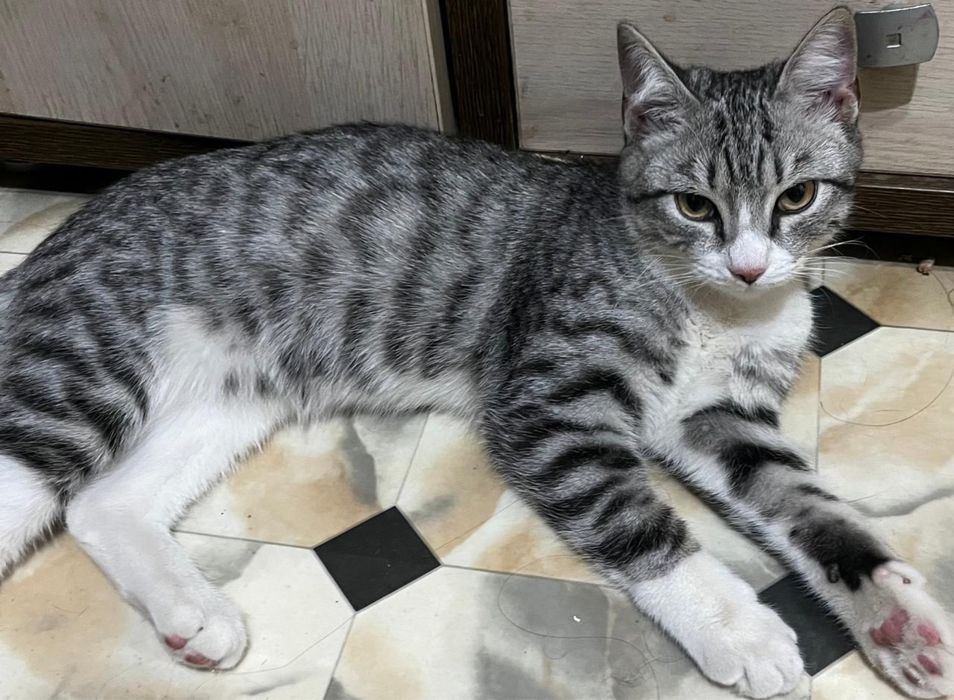 Котик Граф с белыми перчатками