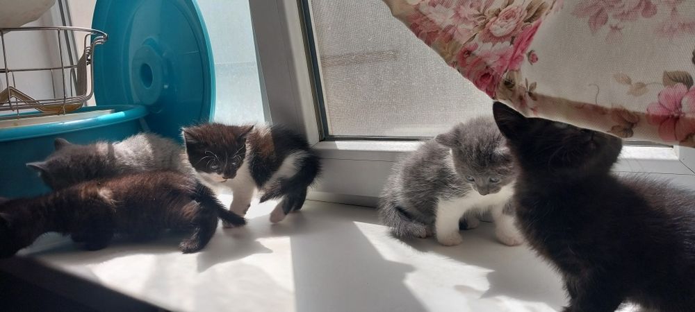 Котята в хорошие руки