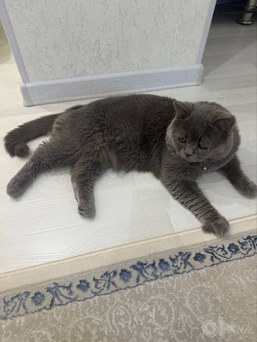 Вязка шотландского скоттиш страйта