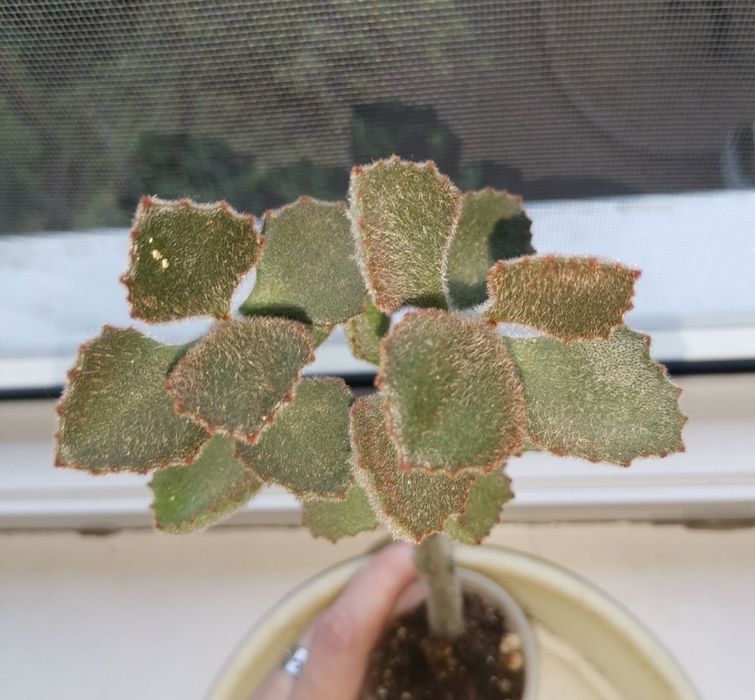 Алоэ, каланхоэ комнатные растения