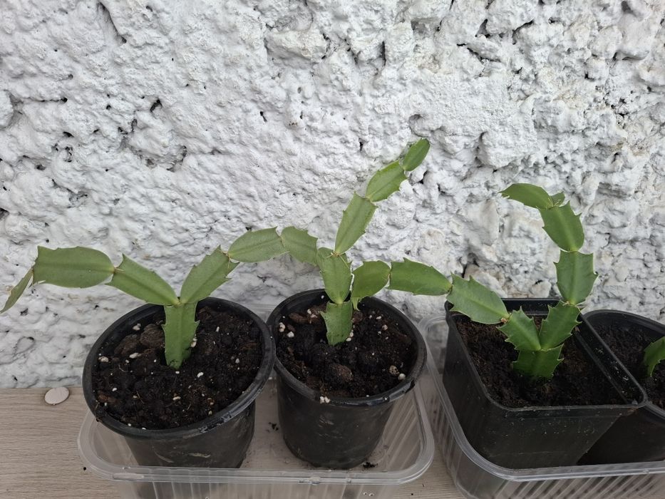 Продам кактус Шлюмберга (декабрист)