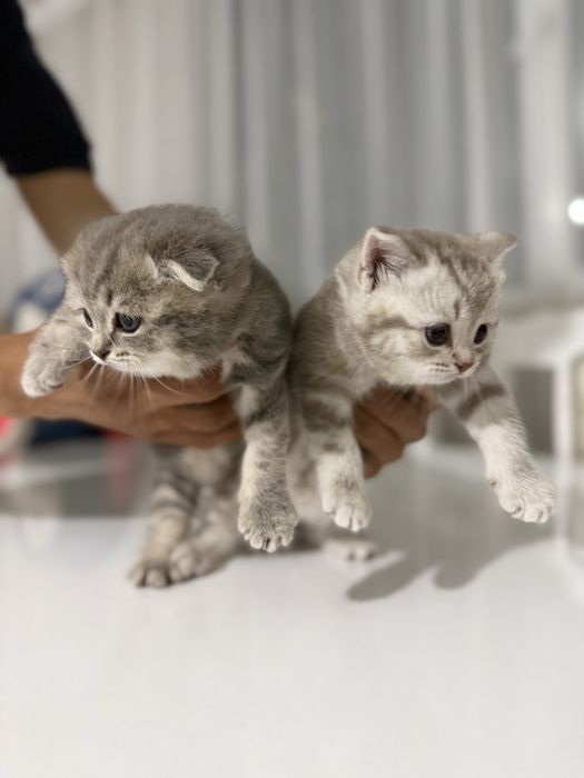Шотландские котята