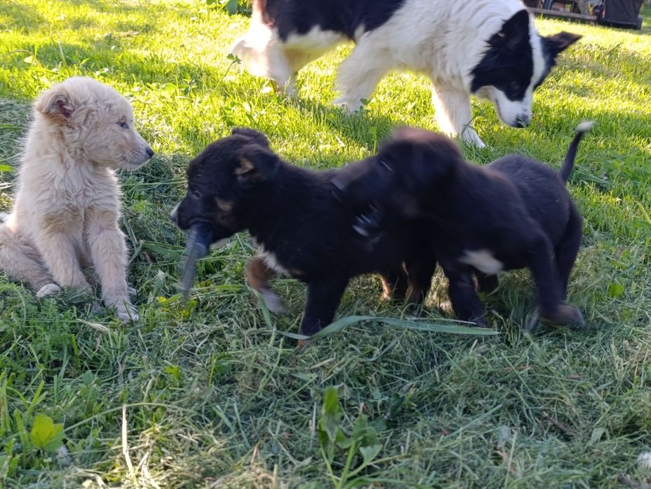 Ofer spre adoptie 3 pui de catei