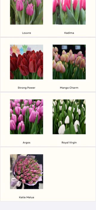 Тюльпаны оптом и в розницу!