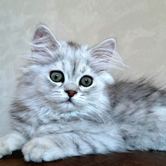 Шотландские шиншиловые котята