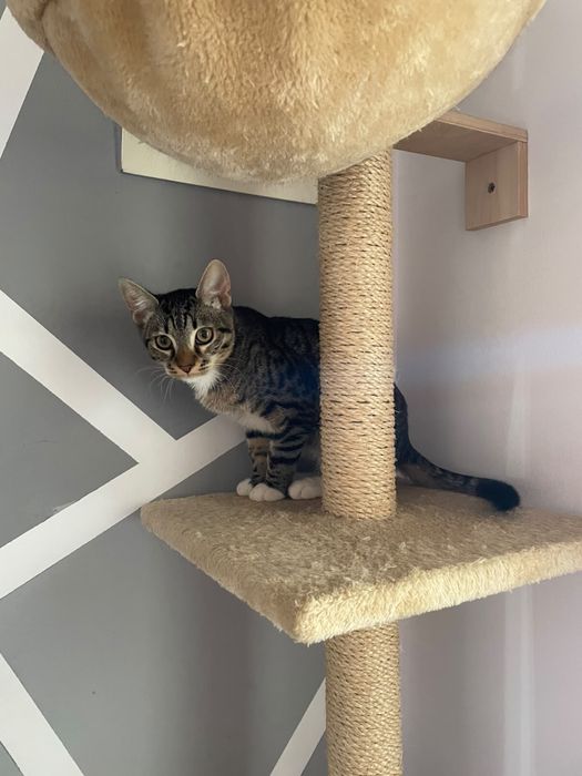 Dau spre adoptie motan