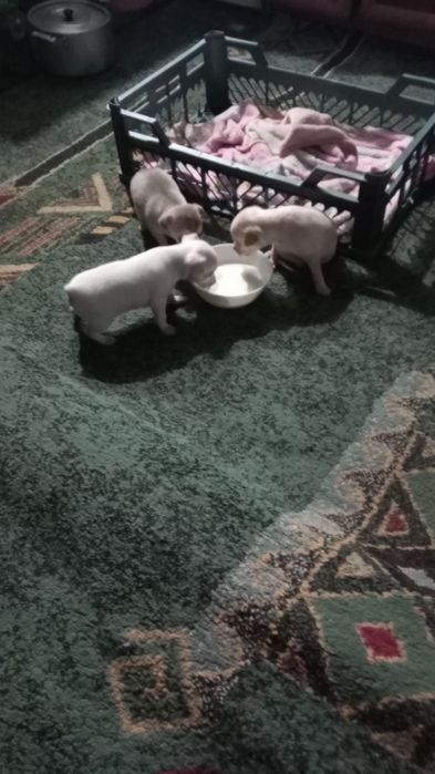 Карликовый пинчер