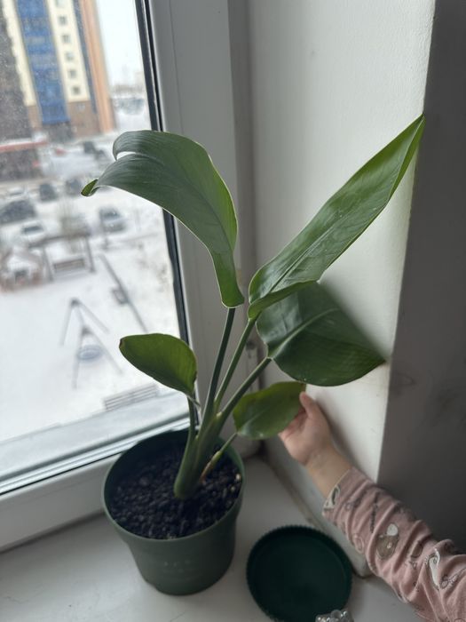 Продам комнатные цветы 5000 тг