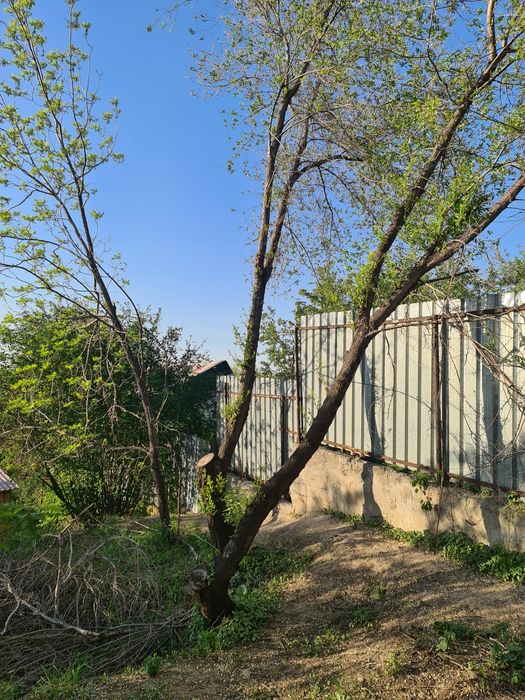 Отдам дрова/деревья даром