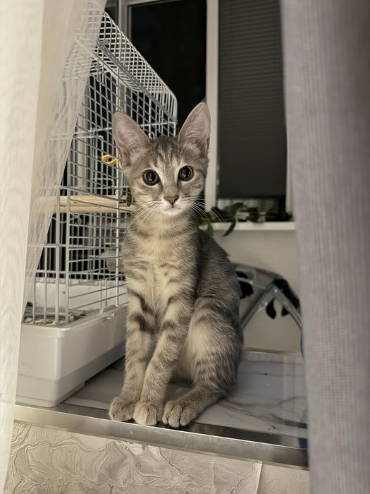 Отдам даром котенка