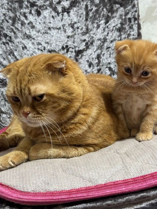 Котята скотиш фолд