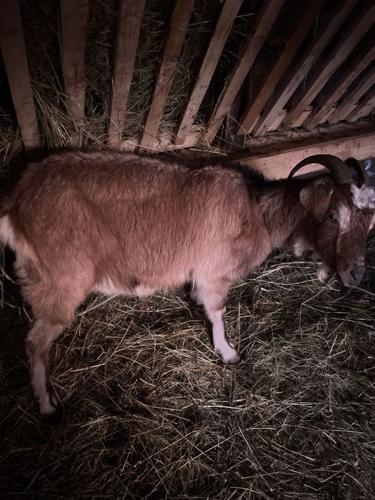 Vand capră tânără (mioară)