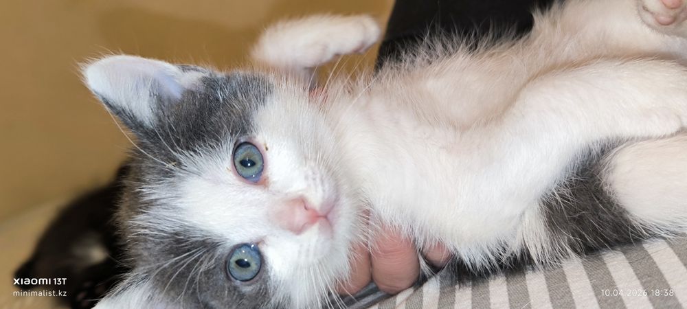 Отдам котят бесплатно