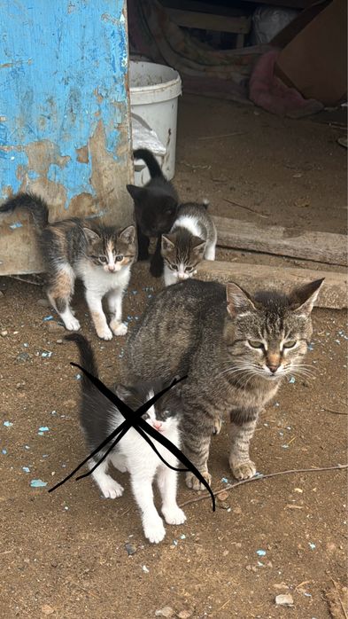 Отдам в добрые руки кошку и котенки