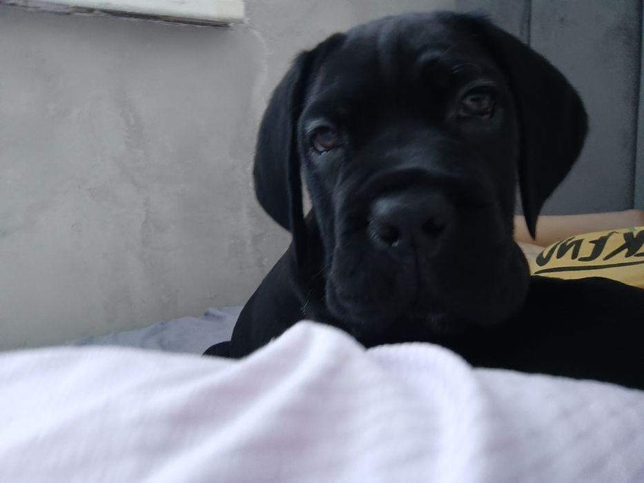 Продам щенка породы Кане Корсо