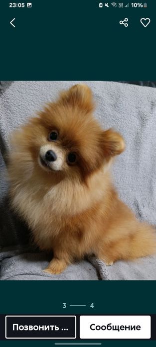 Продается девочка мини . Возраст 7