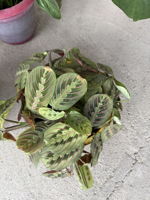 Цветы комнатные