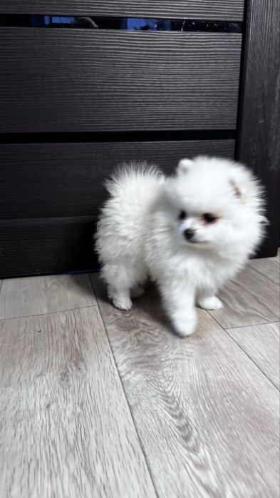 Щенок шпиц девочка