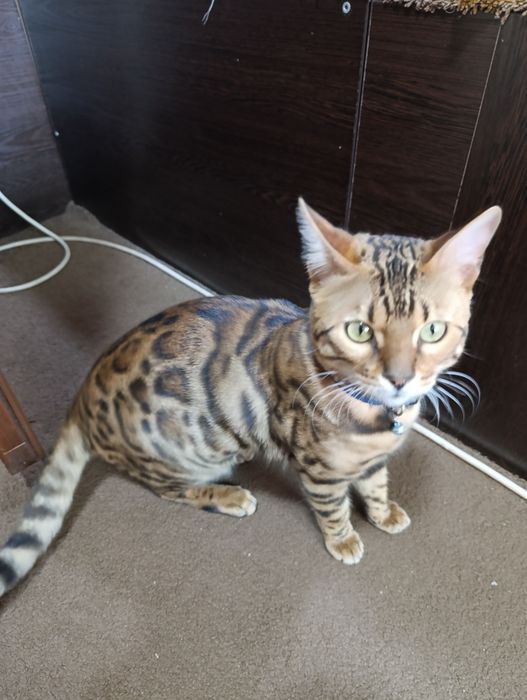 Вяска бенгальские кот