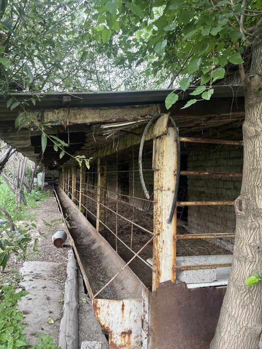 Molxona va Qoyxona ijaraga beriladi