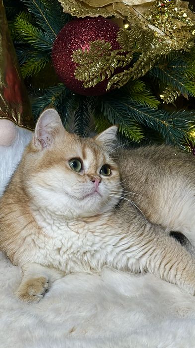 Золотая штншилла мальчик