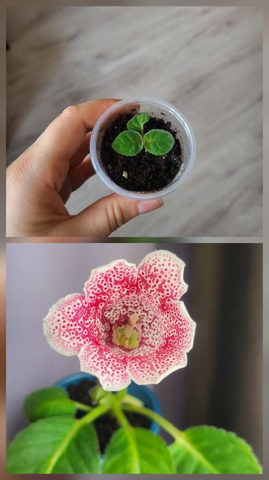 Детка глоксинии 1200 45я