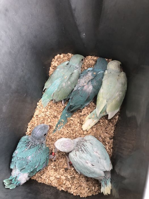 Papagali blanzi de la crescatorie pui Micul Alexandru Alexander