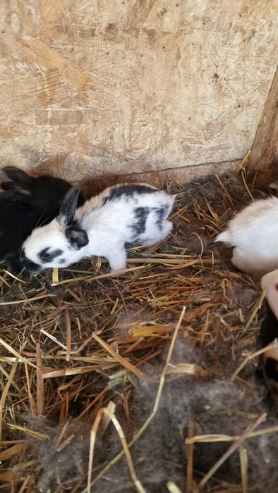 Vând pui de iepuri si mamele lor