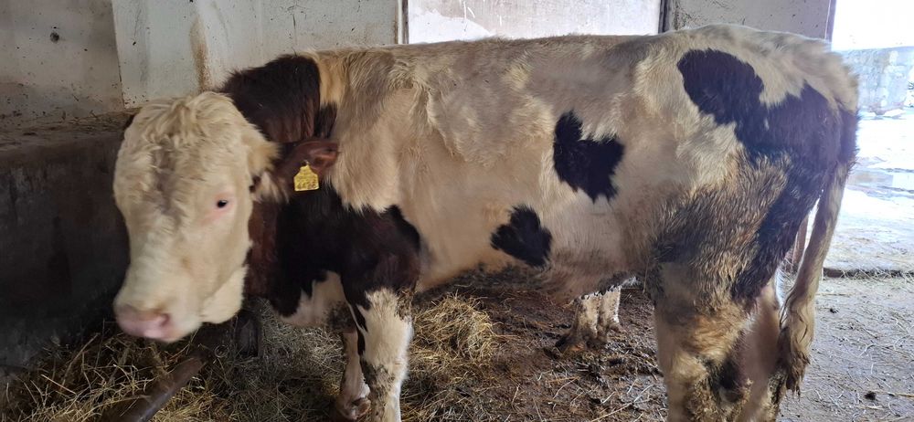 Tauri  cu certificat de origine