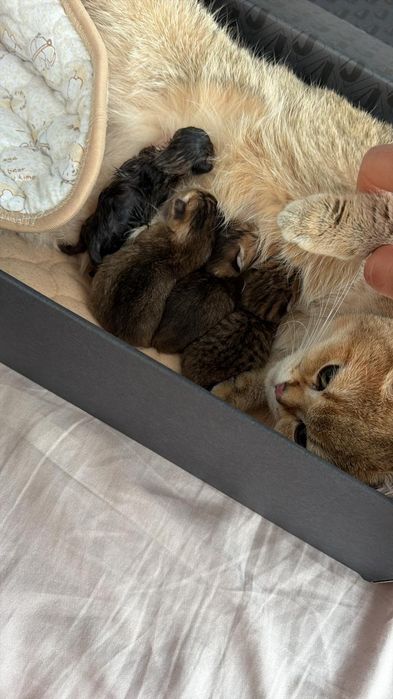 Вязка кота. Скоттиш фолд.