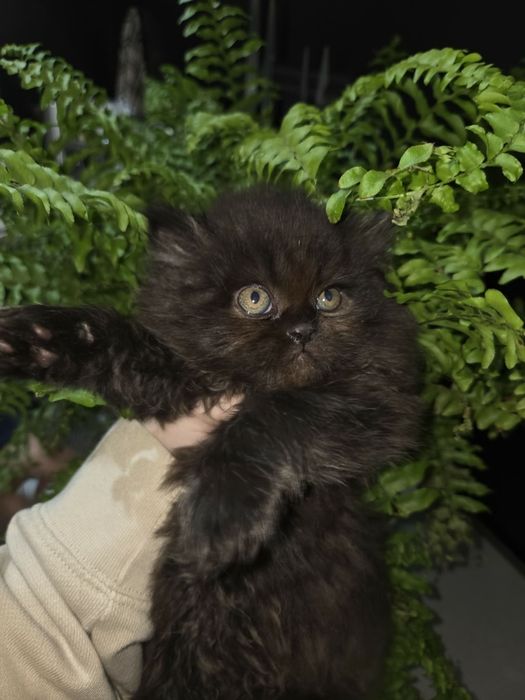 Персийски котенца