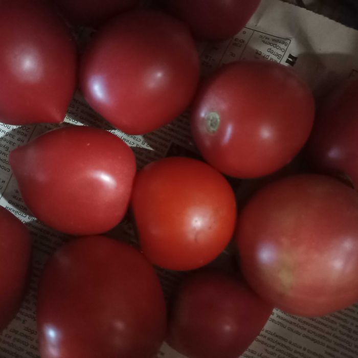 Помидоры местные дачные