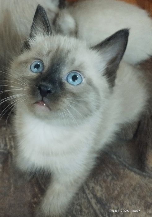 Красивые, сиамские котята